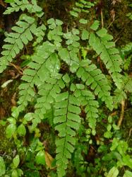 Adiantum cunninghamii. Adaxial surface of mature 3-pinnate frond.
 Image: L.R. Perrie © Te Papa CC BY-NC 3.0 NZ